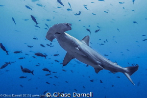 "Hammer Encounter"
A Hammerhead comes in for a close look. by Chase Darnell 